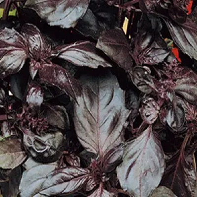 Qualtivate HUA-16 Basil Amethyst Improved (Purple) Seed(1000 per packet)