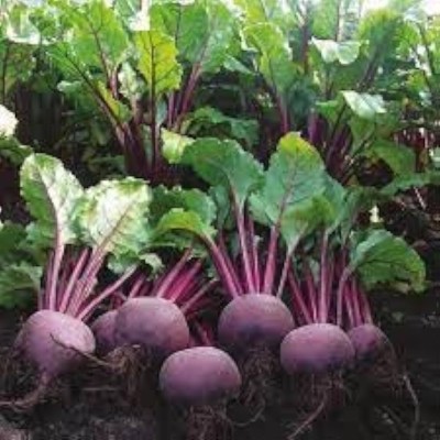 BJUBAS beetroot seeds hybrid pack of 85 Seed(85 per packet)