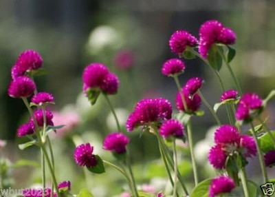 Qualtivate VXI-15 Globe Amaranth Purple ~Gomphrena Seeds Seed(50 per packet)