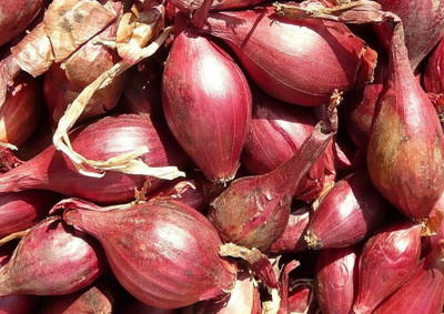 Biosnyg Non GMO Torpedo Onion Seeds for Home Gardening-(750 Seeds) Seed(750 per packet)