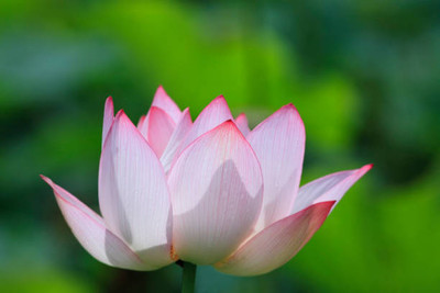 SOWCAN lotus,kamal gatta Seed(15 per packet)