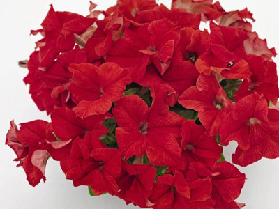 Quentova Petunia Success 360° Red Flower-KTK-5B Seed(50 per packet)