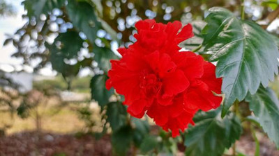 XOLDAA balsam frower Seed(20 per packet)
