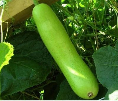 UGRA Long bottle gourd Seeds Seed(200 per packet)