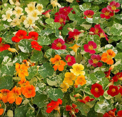 ashokavanam Nasturtium variegated mix Seed(50 per packet)