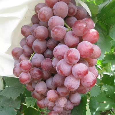 PASCLE Red Globe, Flame Grapes Seed(100 per packet)