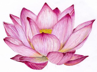 Khushi Prova lotus beautiful flower hybrid seeds 1-packet Seed(70 per packet)