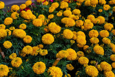 ME Traders marigold/gende ka phool flower seeds Seed(75 per packet)