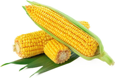 Biosnyg Yellow Sweet Corn Seeds for Planting-100 Seeds/10gm Seed(100 per packet)