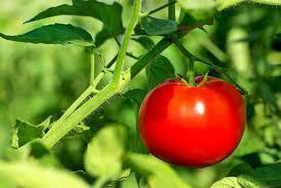 Oliver HYBRID F1 QUALITY TOMATO SEEDS Seed(40 per packet)