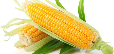 WILLVINE SYN -II Sweet Sugar Corn Yellow-[1Kg] Seed(4000 per packet)