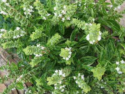 CYBEXIS VXI-36 - Thai Lemon BasilLao Basil - (4500 Seeds) Seed(4500 per packet)
