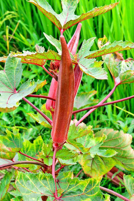 ActrovaX Hybrid Red Okra Candle Fire[10gm Seeds] Seed(10 g)