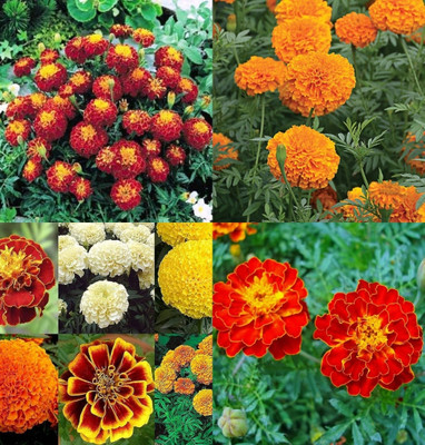 ibains Marigold flower seeds for planting bij 32 Seed(32 per packet)