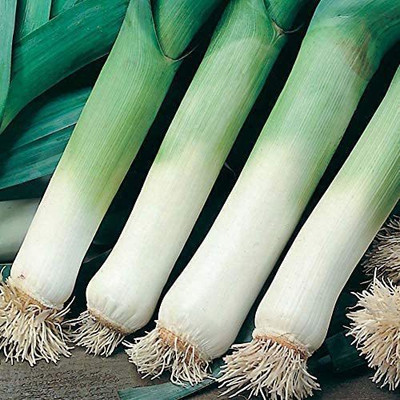 CYBEXIS Leek Winter Giant Seeds1000 Seeds Seed(1000 per packet)