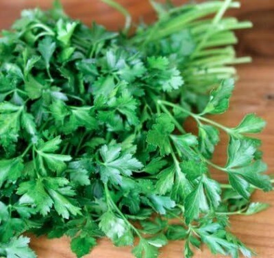 Qualtivate PAU-200 Parsley Elite (Plain Single Parsley) Seed(500 per packet)