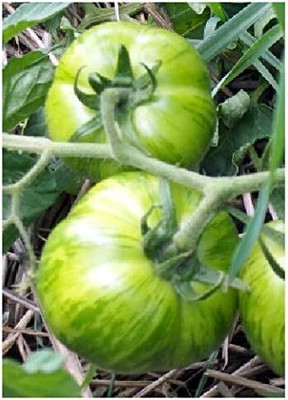 KNESSiN IHS-70 Tomato Green Zebra Seed(200 per packet)