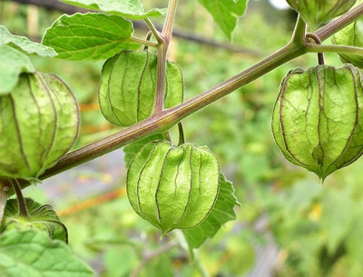 QALANDAR Golden Berries / Cape Gooseberries Seed(20 per packet)