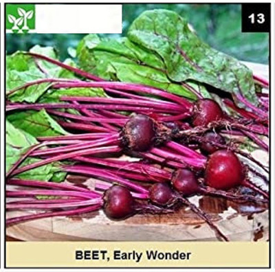 CYBEXIS EARLY WONDER BEETROOT1000 Seeds Seed(1000 per packet)