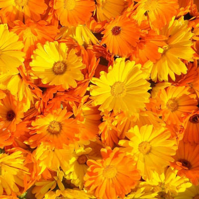 Lippy Calendula Flower Seed(70 per packet)