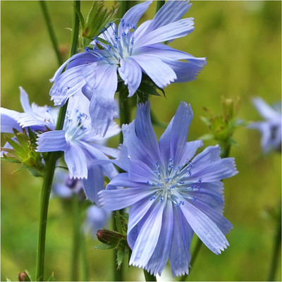 Biosnyg YIX-23 Chicory / Italian Dandelion (Cichorium intybus)-[50 Seeds] Seed(50 per packet)