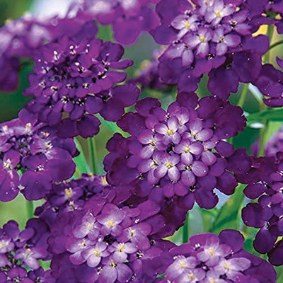 Aywal Candytuft Sempervirens 'Iceberg Superior' Seed(50 per packet)