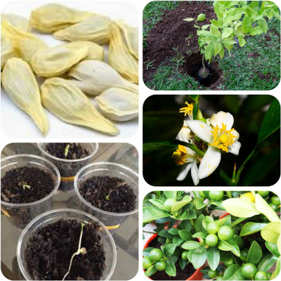 seedx Premium Lemon, Citrus limon Seeds, neemboo Seed(50 per packet)