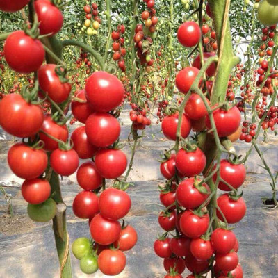 Lorvox Seeds for Gardening High Quality Red Seed(300 per packet)
