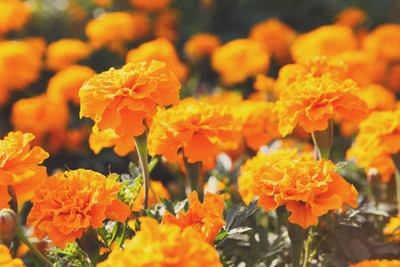 Click to buy marigold,gende ka phool Seed(30 per packet)