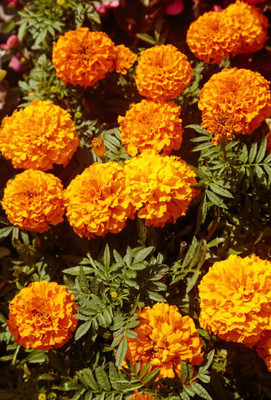 SOWCAN marigold/gende ka phool flower seeds Seed(50 per packet)