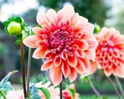 ibains Dahalia seeds Seed(80 per packet)