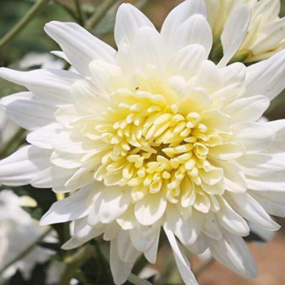 Qualtivate LX-476 Chrysanthemum White Flower Seeds Seed(25 per packet)