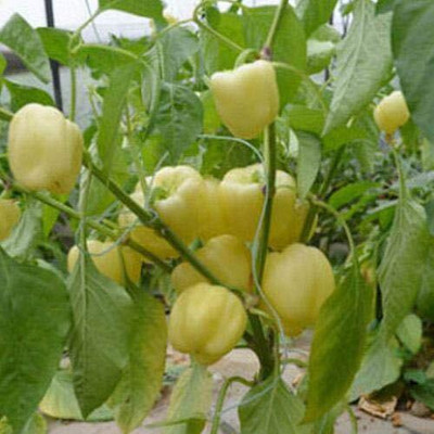 Qualtivate PUAS-4A Imported Capsicum White Ivory Seeds Seed(100 per packet)