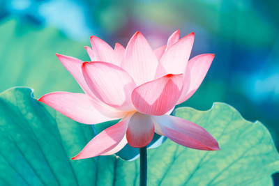 Rudra lotus,kamal gatta Seed(15 per packet)