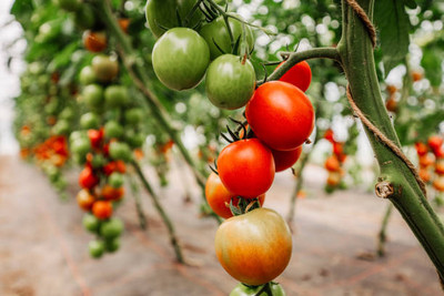Farmers Choice tomato Seed(100 per packet)