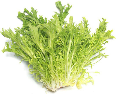 CYBEXIS Endive Seeds (Chicorium Endiva) Fresh Organic Green Seeds2000 Seeds Seed(2000 per packet)