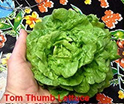 CYBEXIS KGF -88 - Tom Thumb Lettuce - (150 Seeds) Seed(150 per packet)