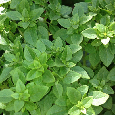 Qualtivate XLR-66 Basil, Spicy Globe Herb Seeds Seed(1000 per packet)