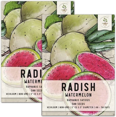 CYBEXIS PAU-79 - Watermelon Radish (Raphanus sativus) - (750 Seeds) Seed(750 per packet)