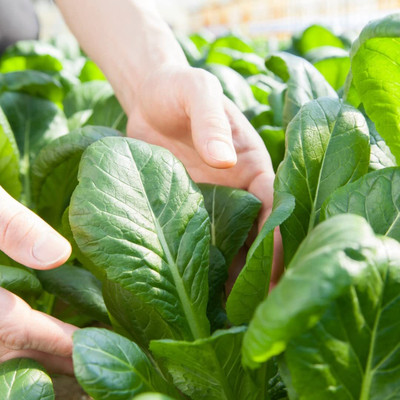 Qualtivate HYB-9A Spinach High Germination Seeds Seed(300 per packet)