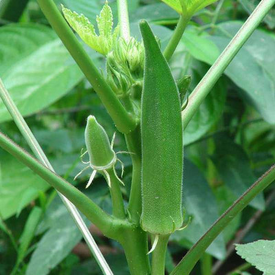 AMAJIT Okra, Lady finger Seeds, F1 Hybrid Bhindi Seed(102 per packet)