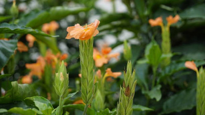 SM PLUS kanakambaram-firecracker-crossandra Seed(27 per packet)