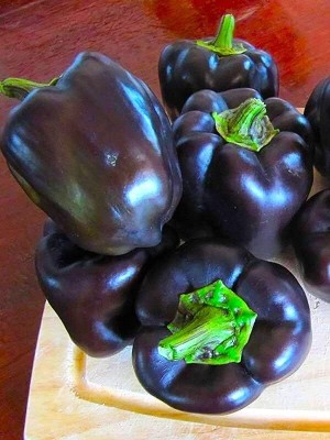 KNESSiN Bell Pepper Black Capsicum Seed(1000 per packet)