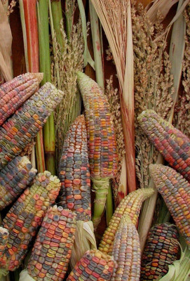 WILLVINE MEH -III Earth Tones Dent Corn Seed-[100g] Seed(400 per packet)