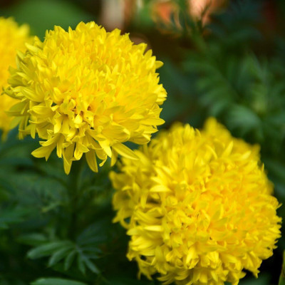 CRGO ™ PUSA-869 Marigold Fantastic Seeds - Tagetes erecta Seed(85 per packet)