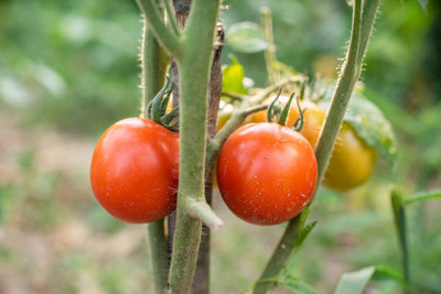 Globalplants tomato Seed(100 per packet)