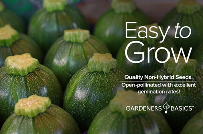 Qualtivate GXL-6AT Round Zucchini for Planting Seed(30 per packet)
