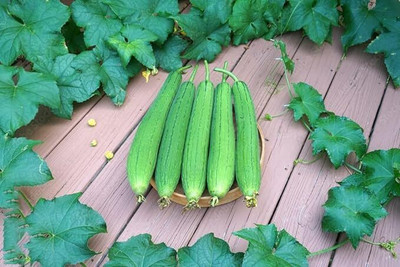 KNESSiN Sponge Gourd Luffa Tori Seeds-[10gm] Seed(50 per packet)