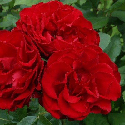 CYBEXIS LX-98 - Red Climbing Rose - (100 Seeds) Seed(100 per packet)