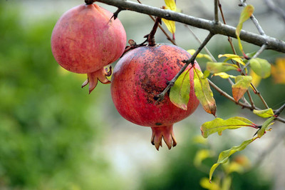 CYBEXIS NDIR-51 - Pomegranate Bhagwa Anaar Sindoori - (30 Seeds) Seed(30 per packet)